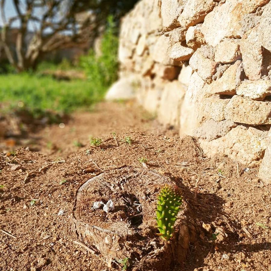 Villa Sprafundu La Maddalena  Ngoại thất bức ảnh
